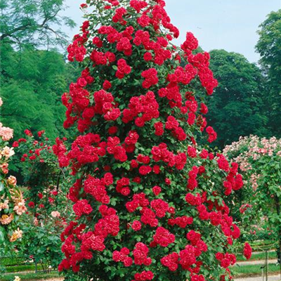 Kletterrose 'Badener Sommergruß'®