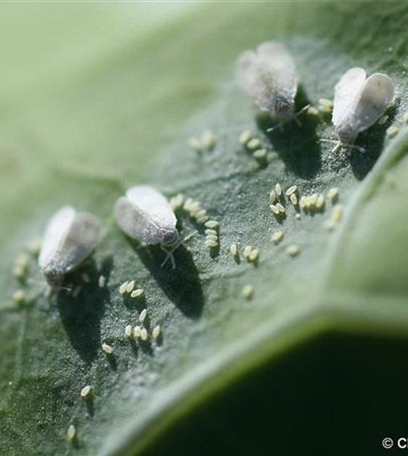 Kohlmottenschildlaus