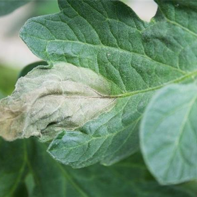Kraut- und Braunfäule an Tomaten