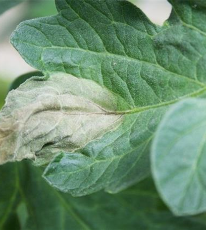 Kraut- und Braunfäule an Tomaten