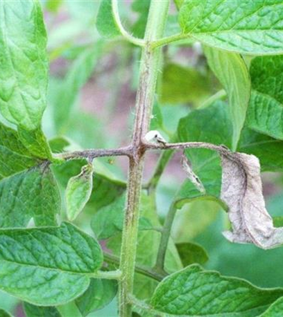 Kraut- und Braunfäule an Tomaten