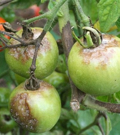 Kraut- und Braunfäule an Tomaten