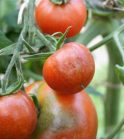 Kraut- und Braunfäule an Tomaten