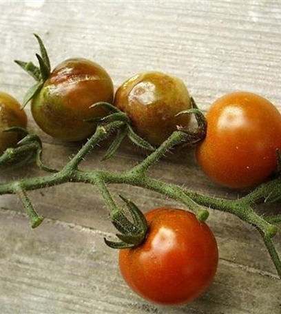 Kraut- und Braunfäule an Tomaten
