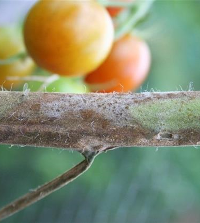 Kraut- und Braunfäule an Tomaten