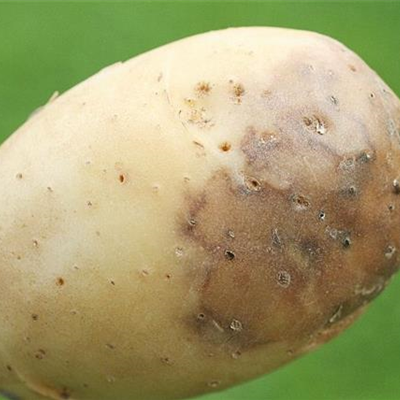 Kraut- und Knollenfäule an Kartoffeln