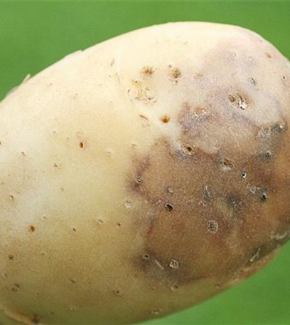 Kraut- und Knollenfäule an Kartoffeln
