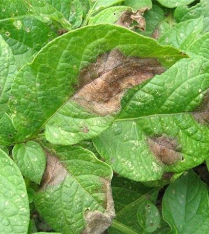 Kraut- und Knollenfäule an Kartoffeln