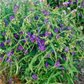 Tradescantia andersoniana 'Zwanenburg Blue'