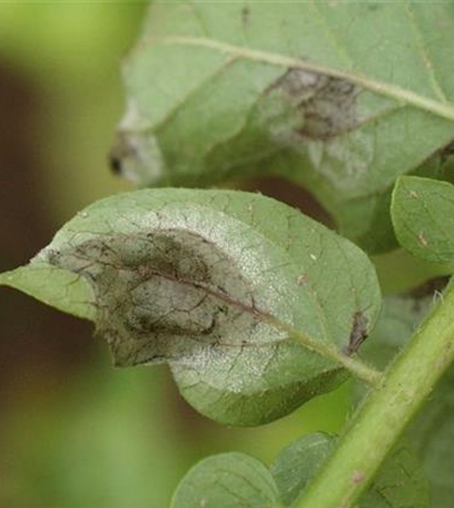 Kraut- und Knollenfäule an Kartoffeln