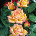 Rosa 'Peace'
