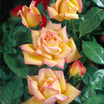 Edelrose 'Peace'