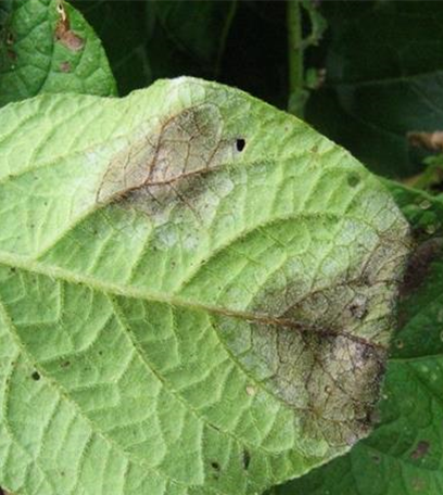 Kraut- und Knollenfäule an Kartoffeln