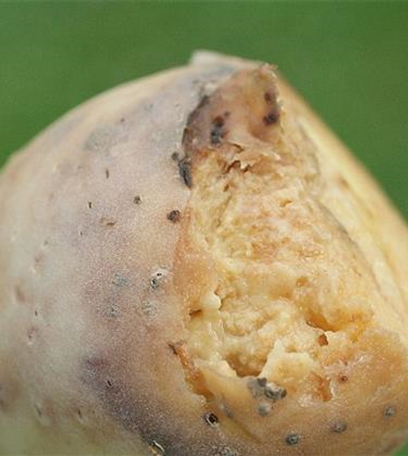 Kraut- und Knollenfäule an Kartoffeln