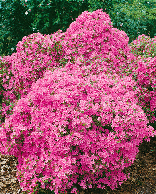 Rhododendron molle ssp. japonicum, Japanische Azalee
