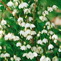 Styrax japonicus 'Snowcone'®