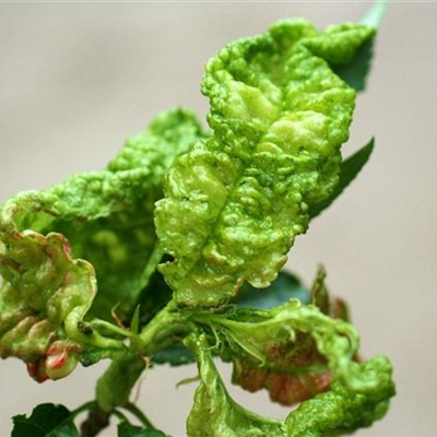 Kräuselkrankheit bei Pfirsichen