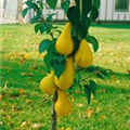 Pyrus communis 'Abate Fetel'