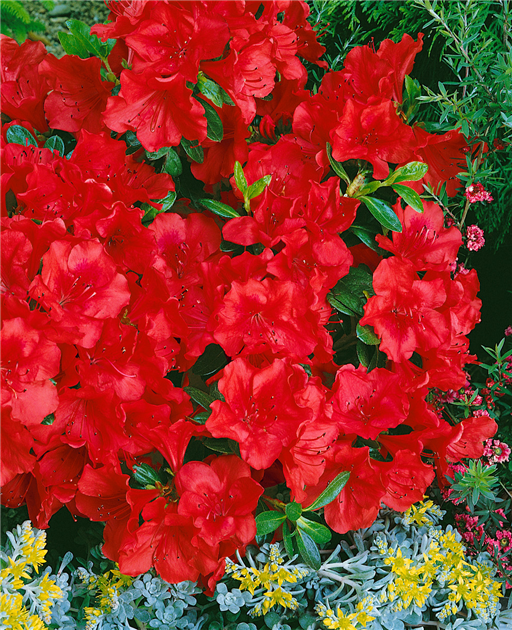 rhododendron graziella standort Alpenrose Graziella kaufen