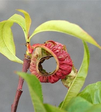 Kräuselkrankheit bei Pfirsichen