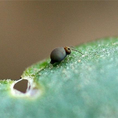 Kugelspringer an Gurken