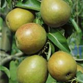 Pyrus communis 'Alexander Lucas'