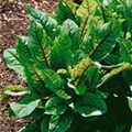 Rumex sanguineus