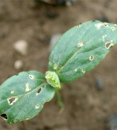 Kugelspringer an Gurken