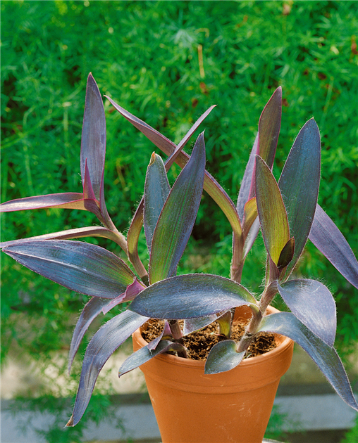dianella tas variegata Shop For Dianella Tasmanica Variegata Online