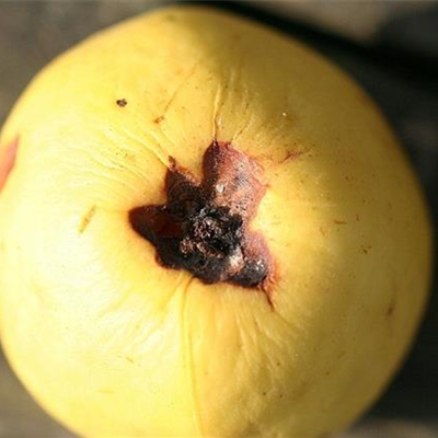 Lagerfäulen an Äpfeln