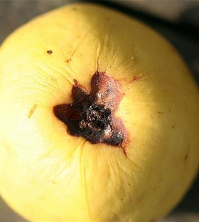 Lagerfäulen an Äpfeln