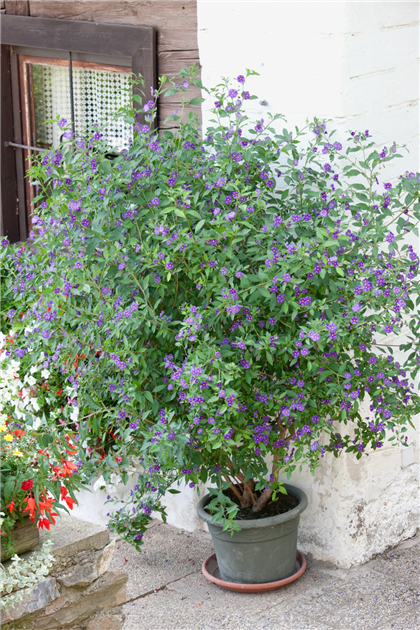Solanum-rantonnetii-im-Pflanzgefaess-1200x630-proportionalbiggest.webp
