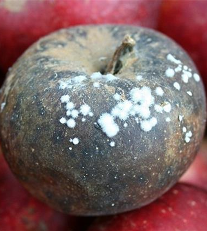 Lagerfäulen an Äpfeln