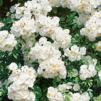 Kletterrose 'Bobby James'