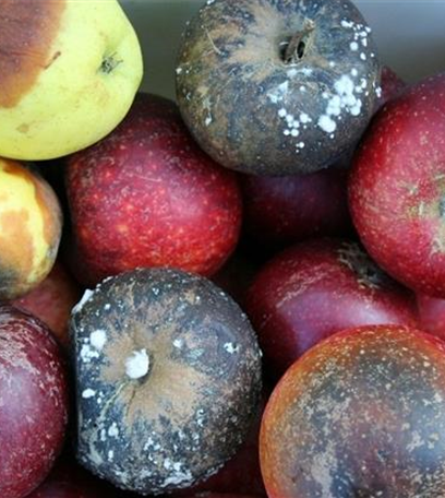 Lagerfäulen an Äpfeln