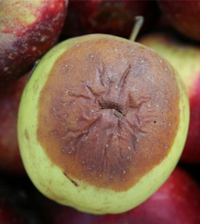 Lagerfäulen an Äpfeln