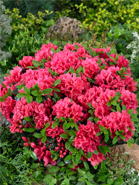 Rhododendron obtusum 'Canzonetta', Japanische Azalee 'Canzonetta'