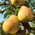 Pyrus communis 'Frühe von Trevoux'