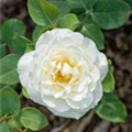 Rosa 'Boule de Neige'