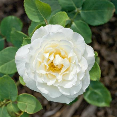 Strauchrose 'Boule de Neige' Strauchrose 'Boule de Neige'