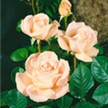 Rosa 'Renaissance'