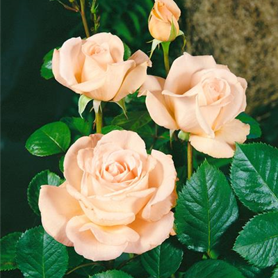 Rose 'Renaissance' Rose 'Renaissance'