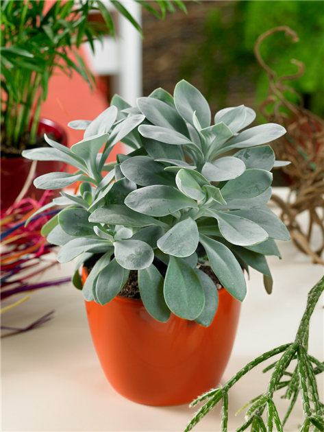 Senecio cephalophorus 'Mountain Fire', Kreuzkraut 'Mountain Fire'