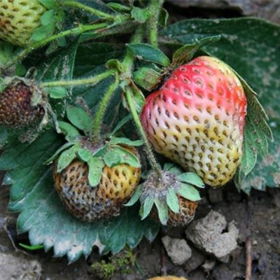 Lederfäule an Erdbeeren