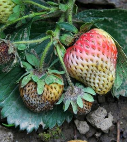 Lederfäule an Erdbeeren