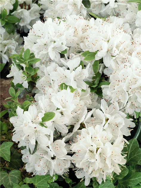 Rhododendron obtusum 'Kermesina Alba', Japanische Azalee 'Kermesina Alba'
