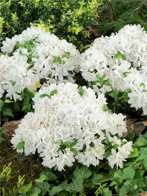 Rhododendron obtusum 'Kermesina Alba', Japanische Azalee 'Kermesina Alba'