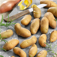 Solanum tuberosum Paru