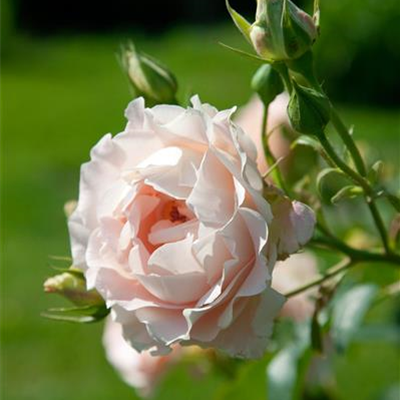 Strauchrose 'Rokoko'® Strauchrose 'Rokoko'®