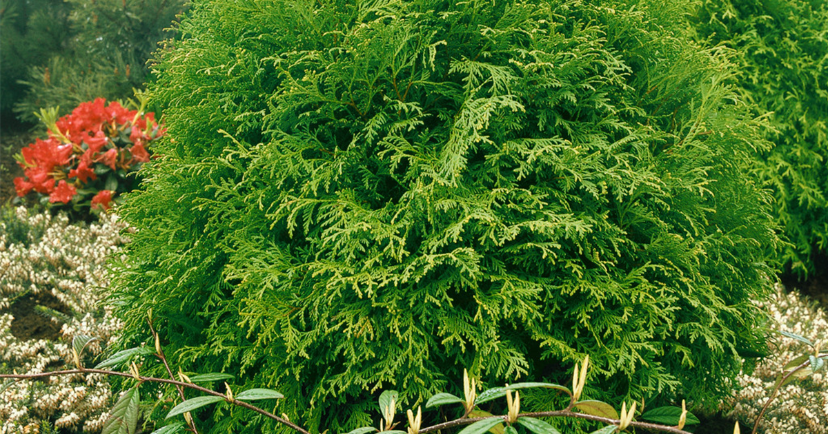wisteria seedling Purple Weeping Wisteria Bonsai Tree Seedling - 1 Year Old main image 0